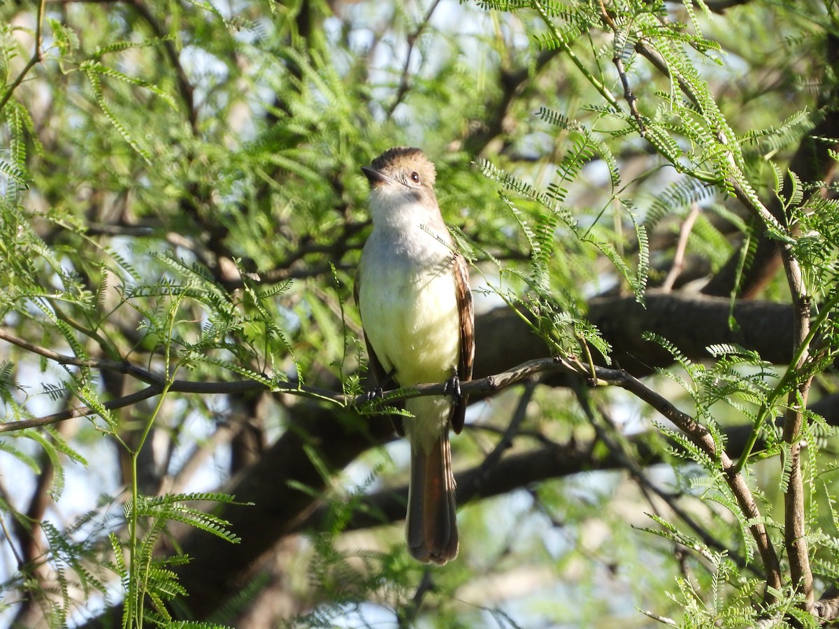 Brown-crested Flycatcher - ML646139376