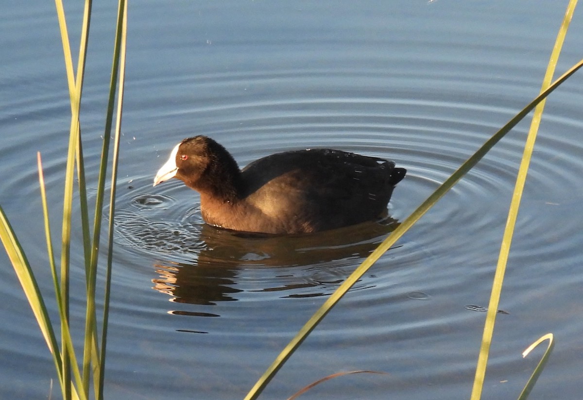 American Coot - ML646139381
