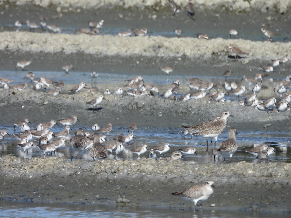 ヒメハマシギ - ML646139385