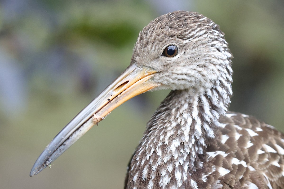 Limpkin (Speckled) - ML646139386