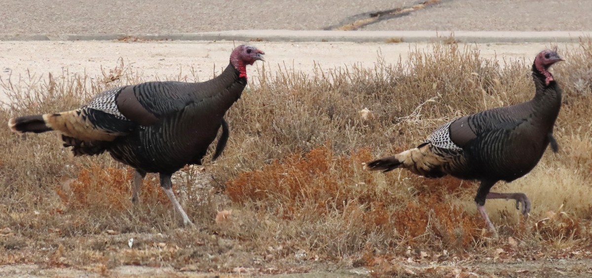 krocan divoký - ML646139388