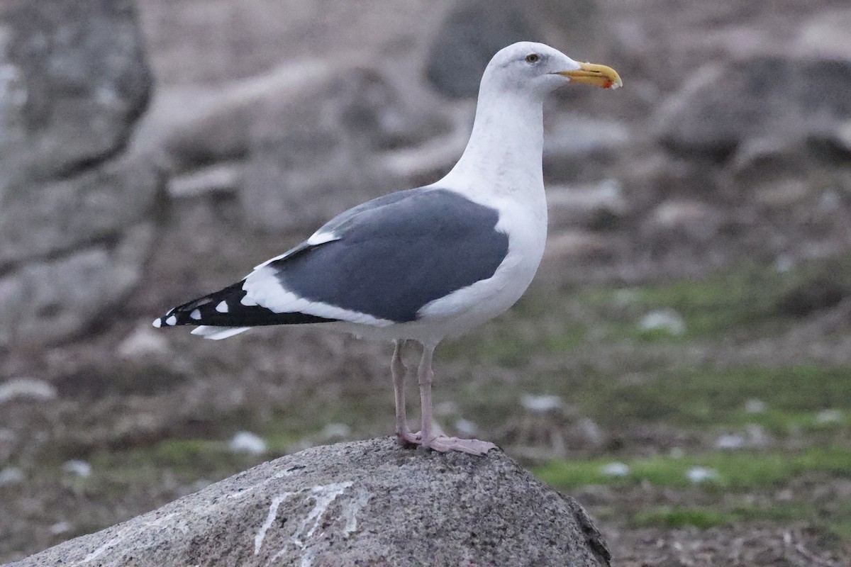 アメリカオオセグロカモメ - ML646139393