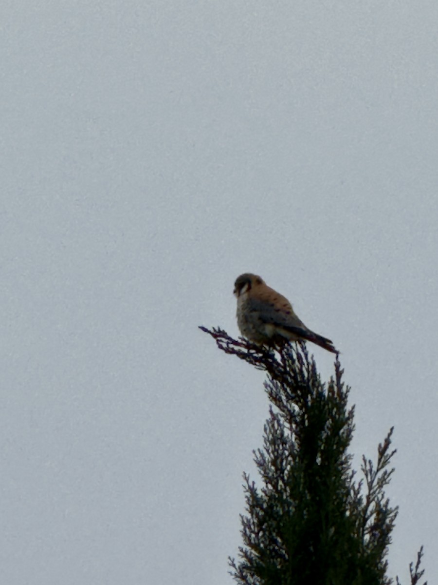 American Kestrel - ML646139394