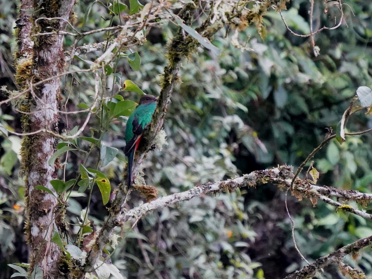 Quetzal Cabecidorado - ML646139395