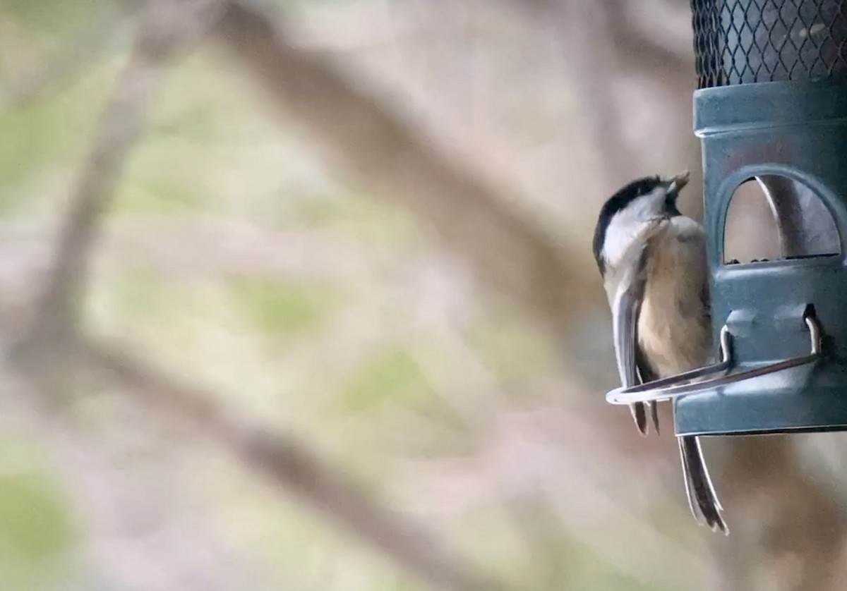 Black-capped Chickadee - ML646139399