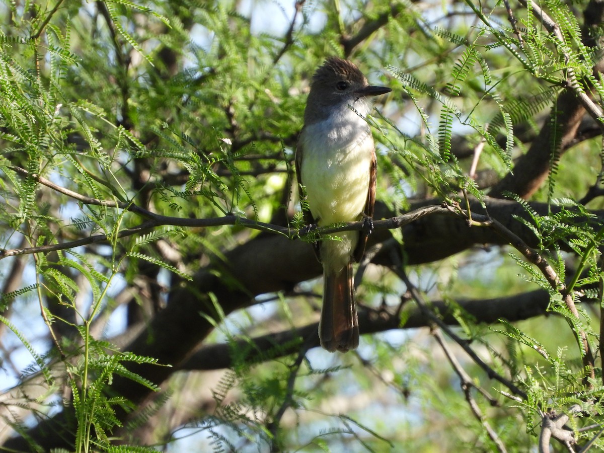 Brown-crested Flycatcher - ML646139403