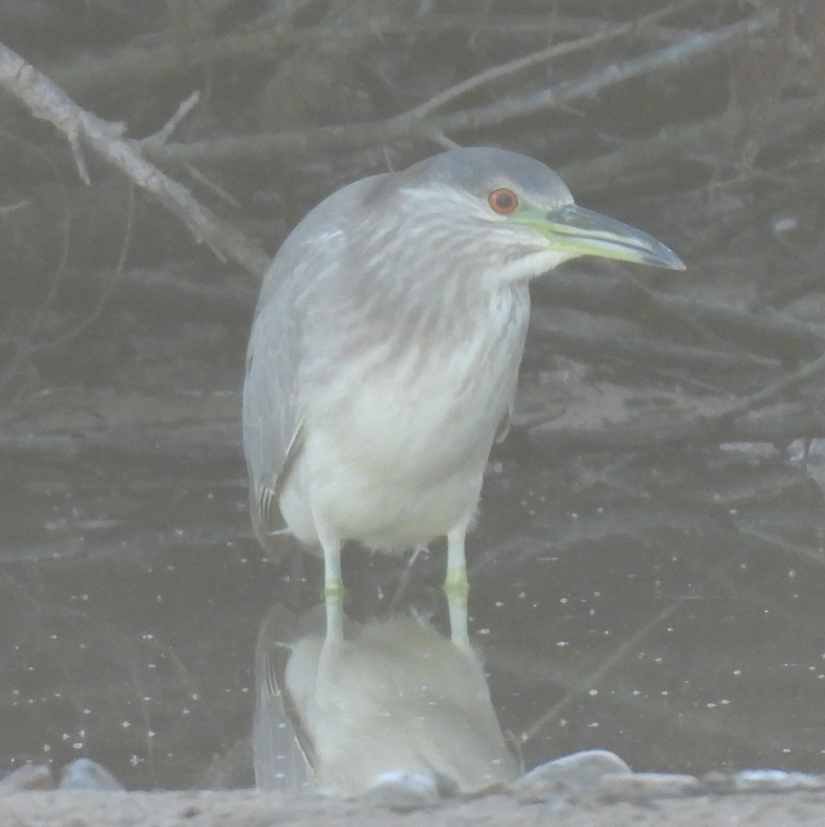Black-crowned Night Heron - ML646139404
