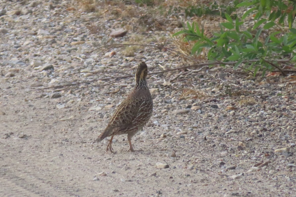 Northern Bobwhite - ML646139408
