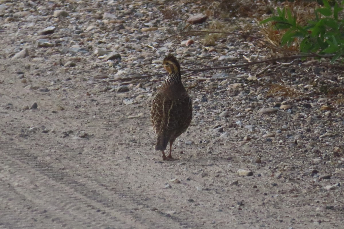Northern Bobwhite - ML646139409