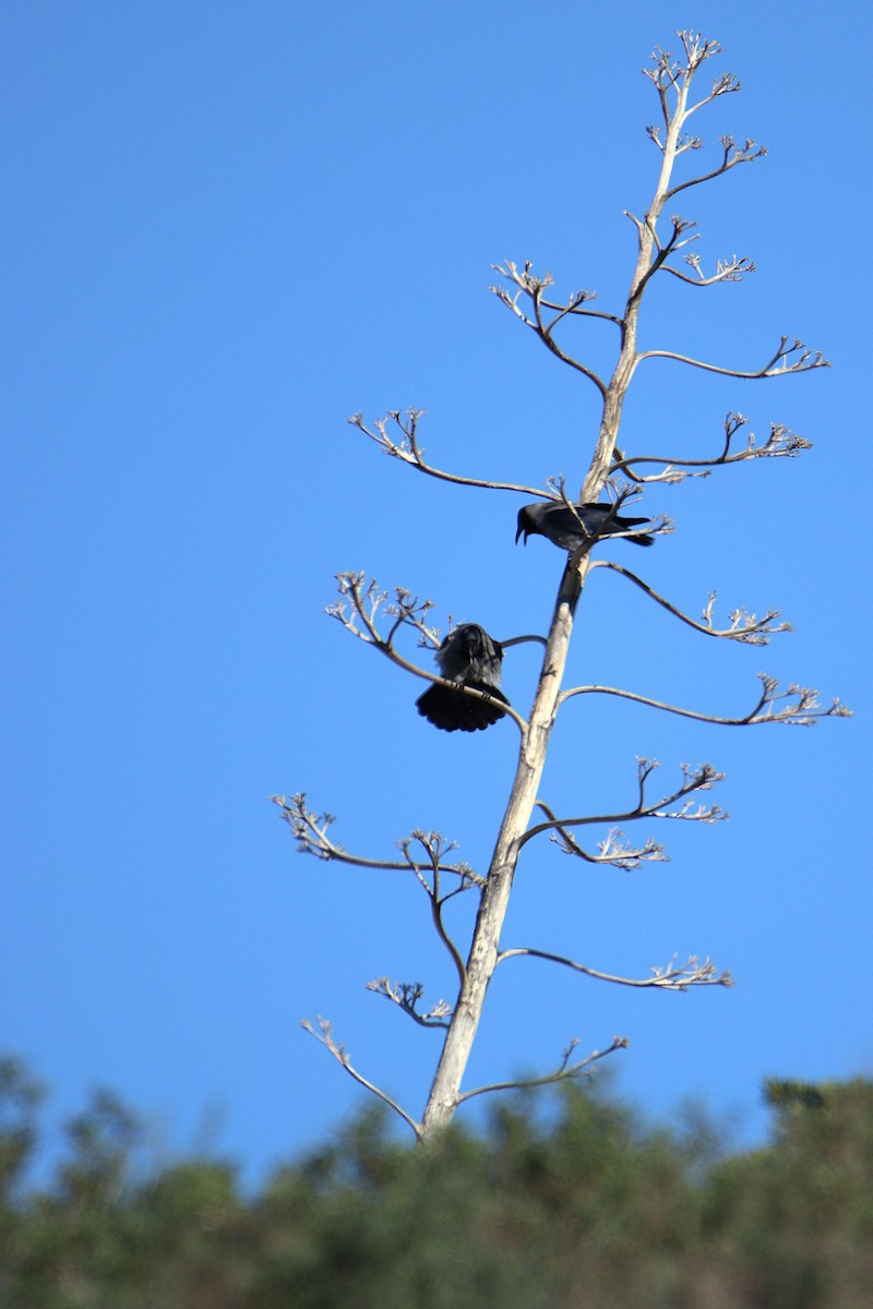 vrána šedá - ML646139410