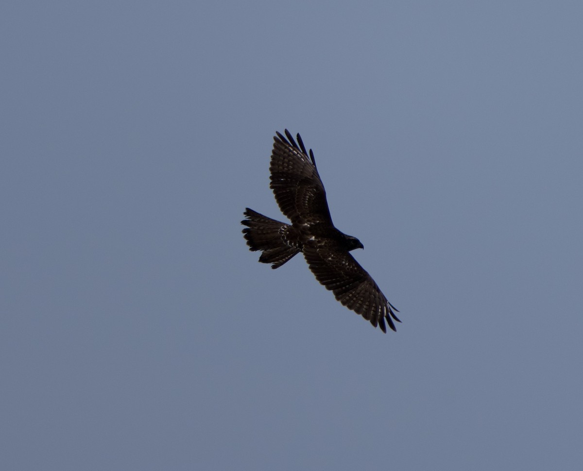 Broad-winged Hawk - ML646139420