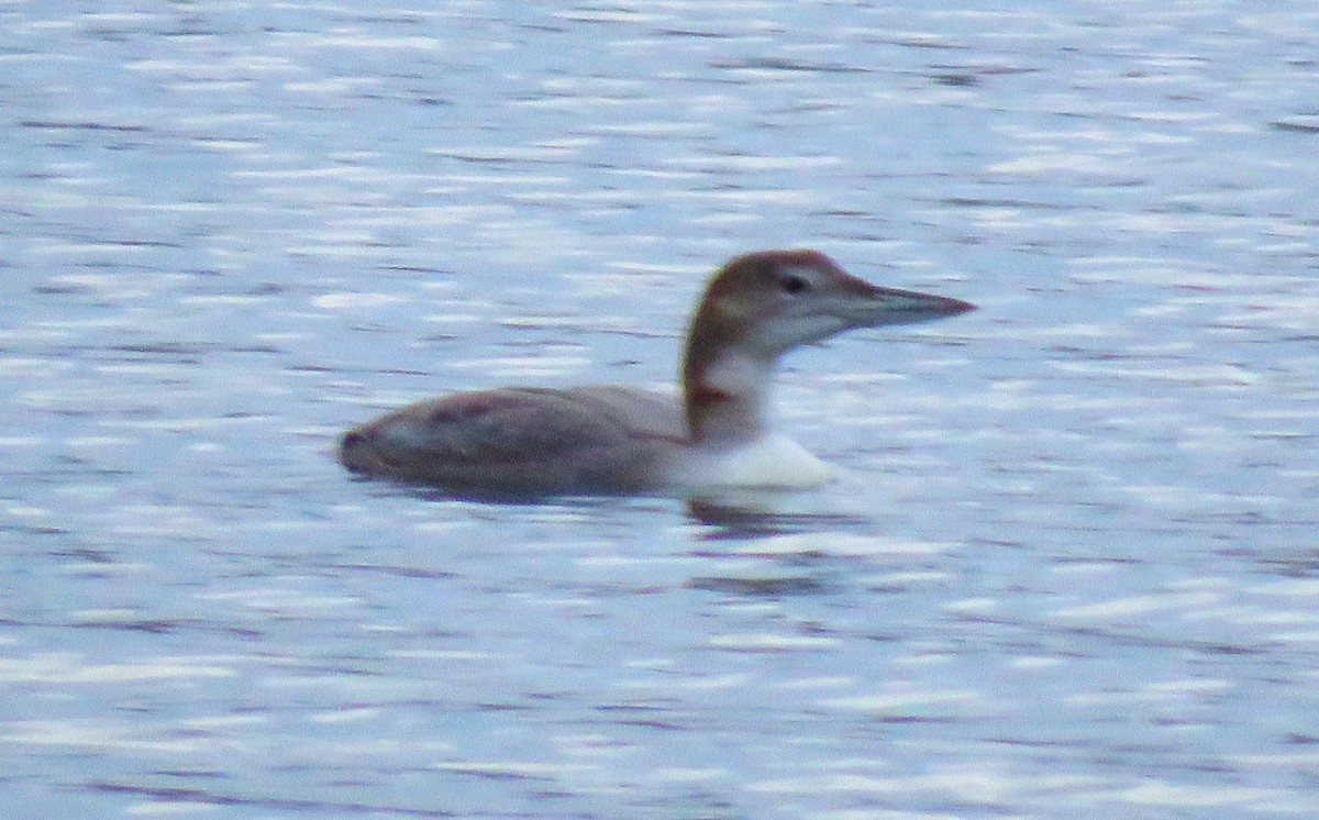 Eistaucher - ML646139432