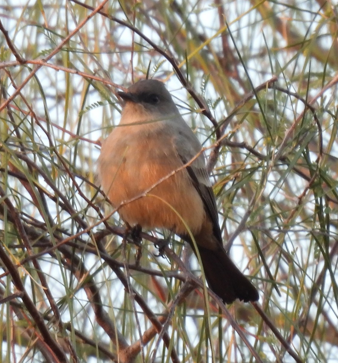 Say's Phoebe - ML646139433