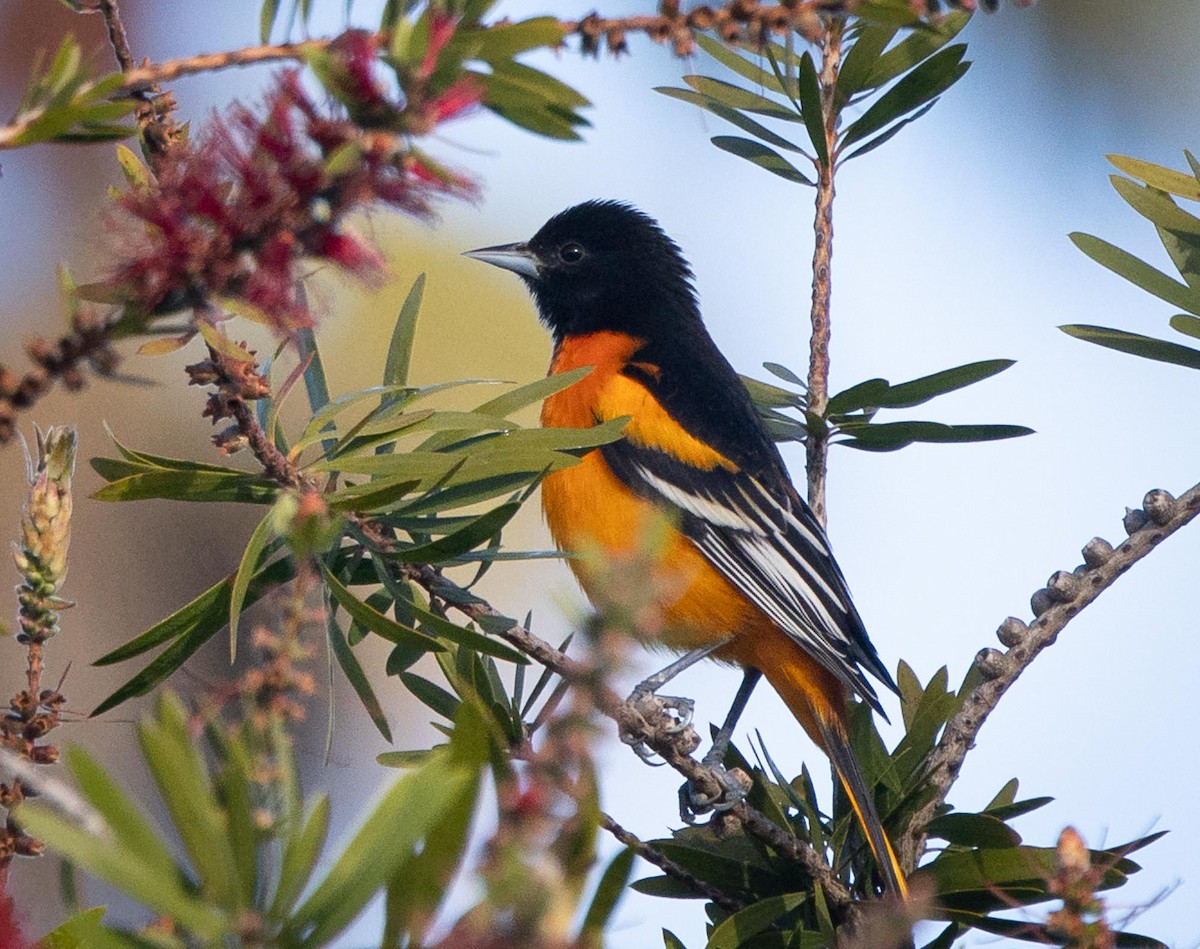 Балтиморский трупиал - ML646139434