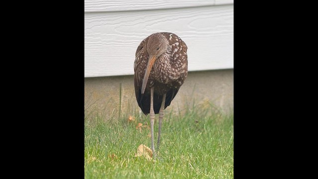 Limpkin (Speckled) - ML646139438
