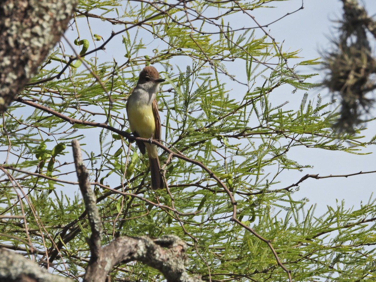 Brown-crested Flycatcher - ML646139439