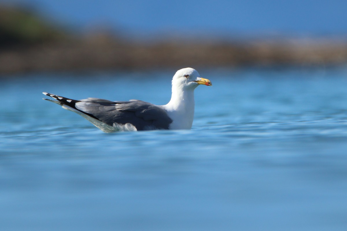 racek středomořský - ML646139441