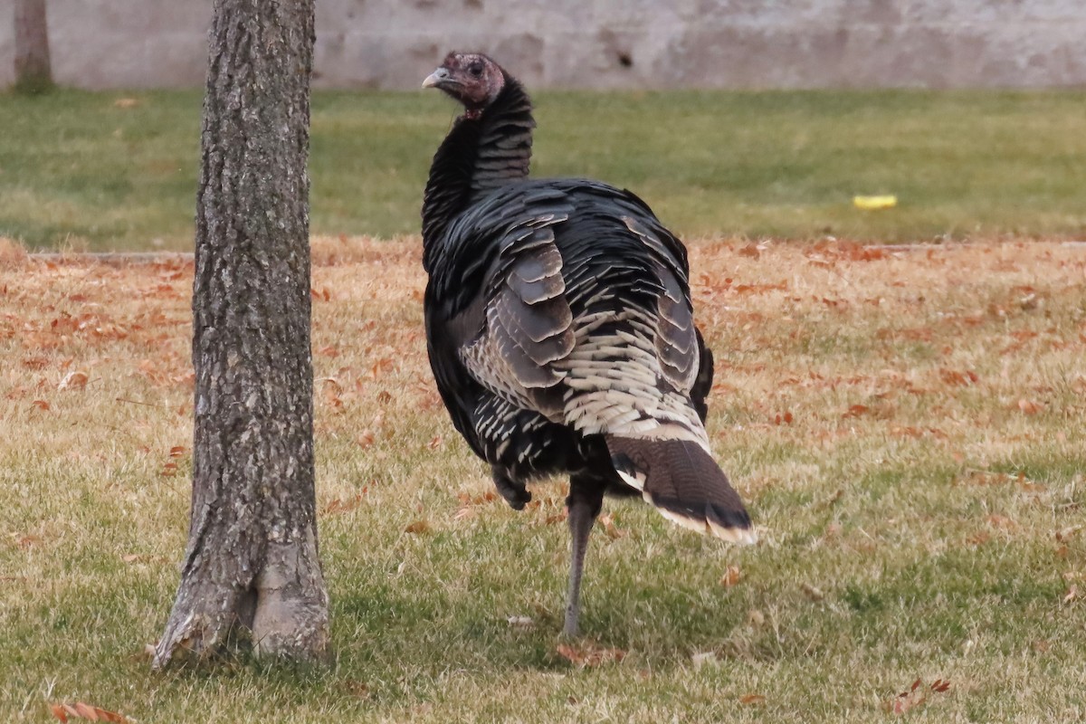 krocan divoký - ML646139444