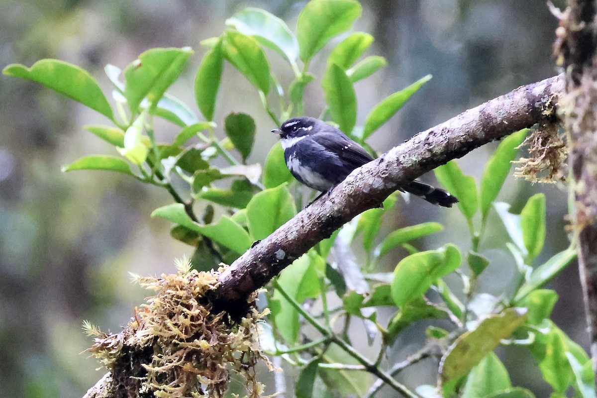 Friendly Fantail - ML646139448