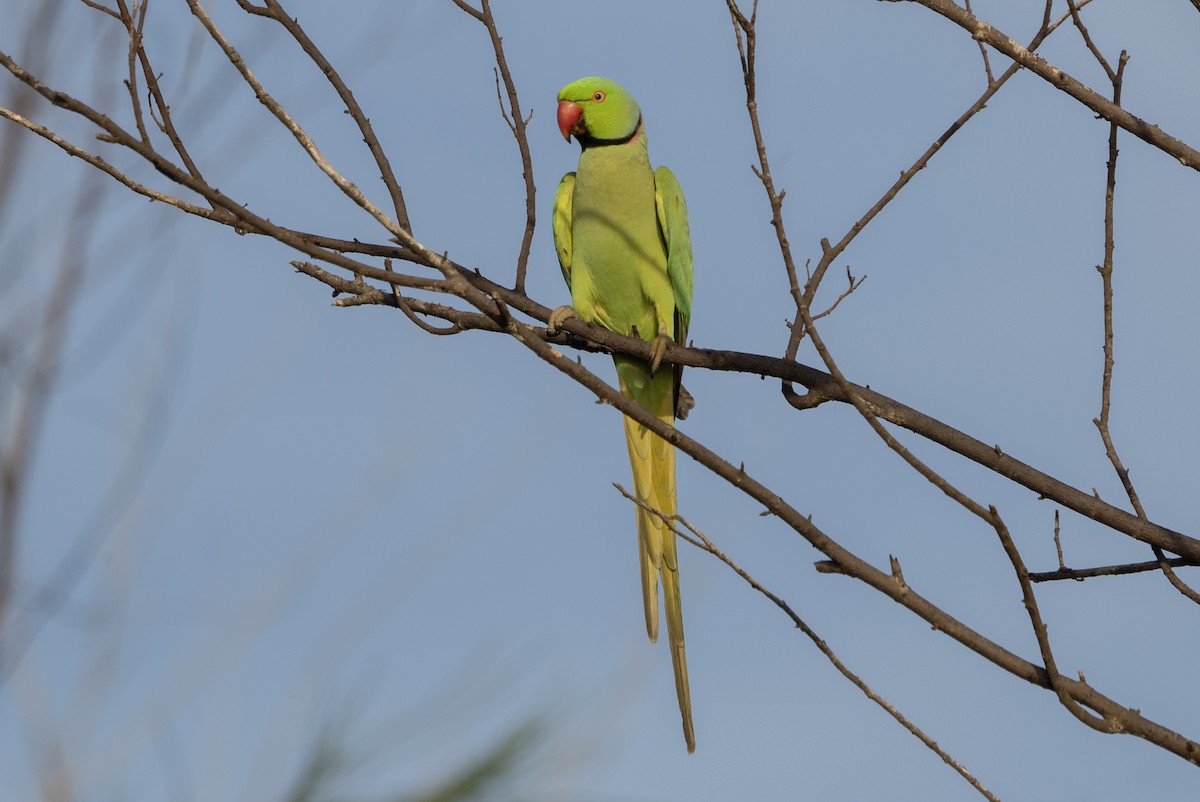 Rose-ringed Parakeet - ML646139449