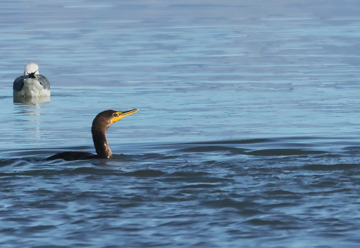Double-crested Cormorant - ML646139451