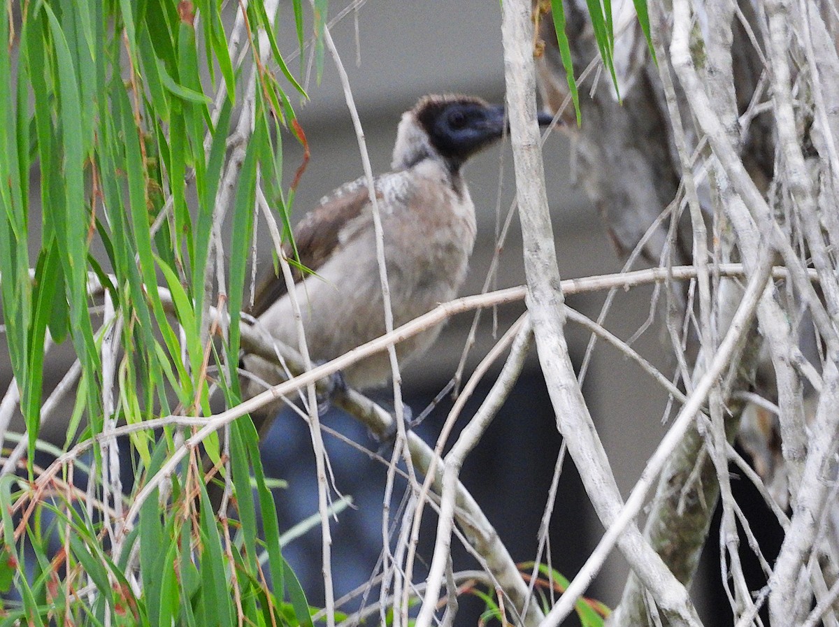 Helmlederkopf - ML646139452