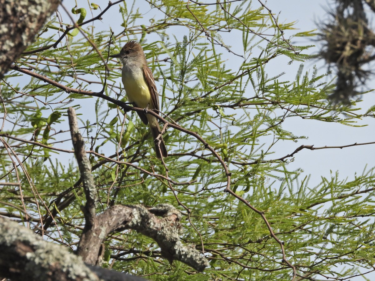 Brown-crested Flycatcher - ML646139453