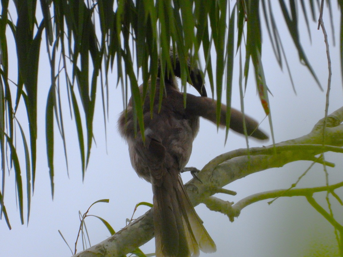 Helmlederkopf - ML646139457