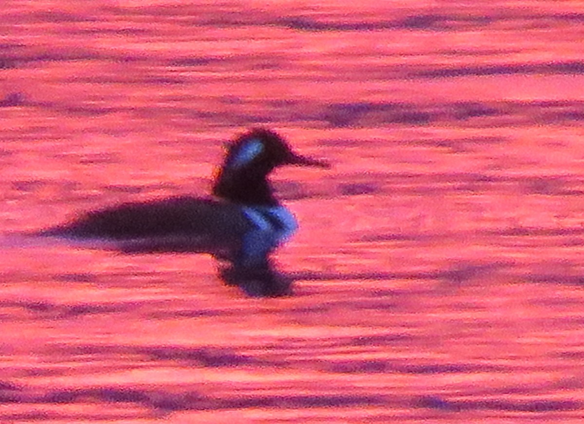 Kappensäger - ML646139458