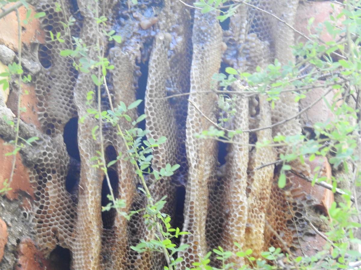 Western Honey Bee - ML646139459