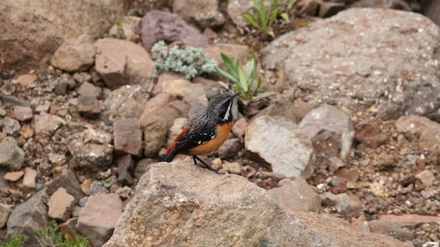 Рыжебрюхий прыгун - ML646139460