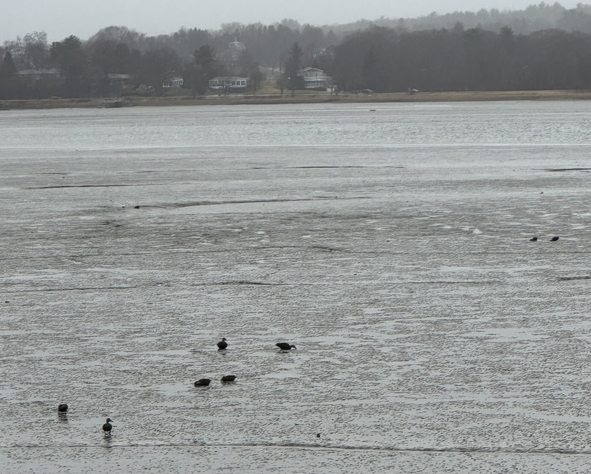 American Black Duck - ML646139467