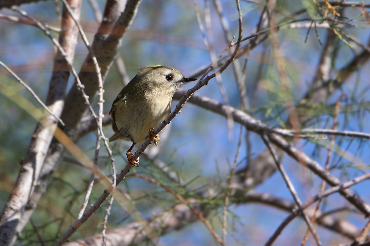 Золотомушка жовточуба - ML646139469