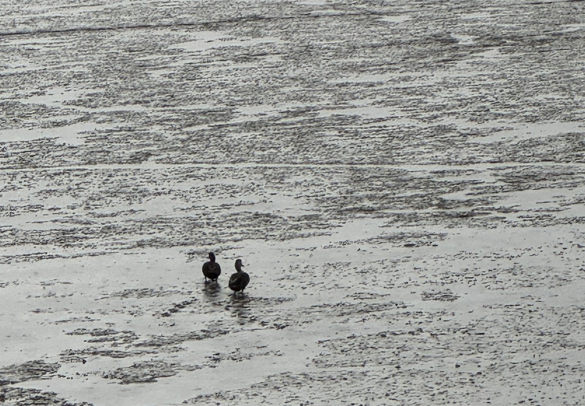 American Black Duck - ML646139472