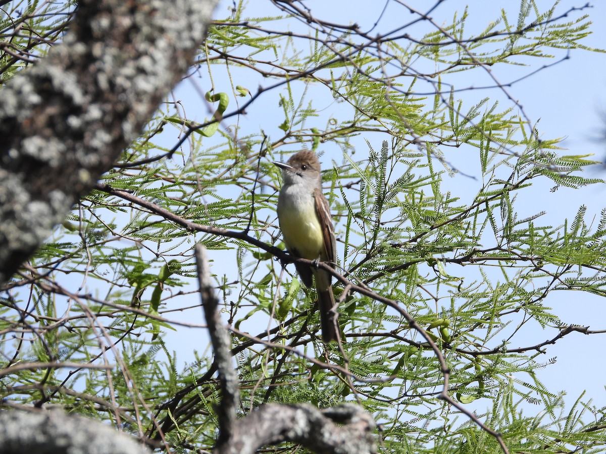 Копетон блідий - ML646139473