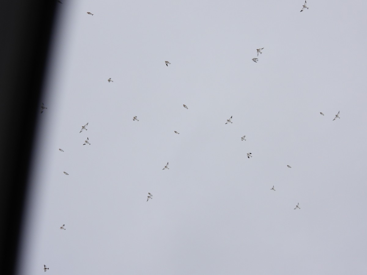 Пуночка снігова - ML646139478