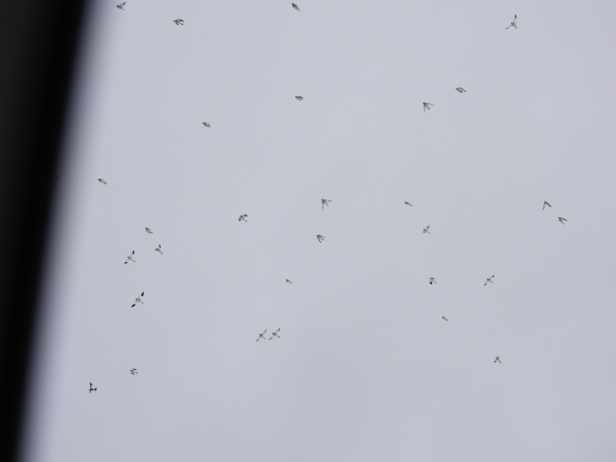 Пуночка снігова - ML646139479