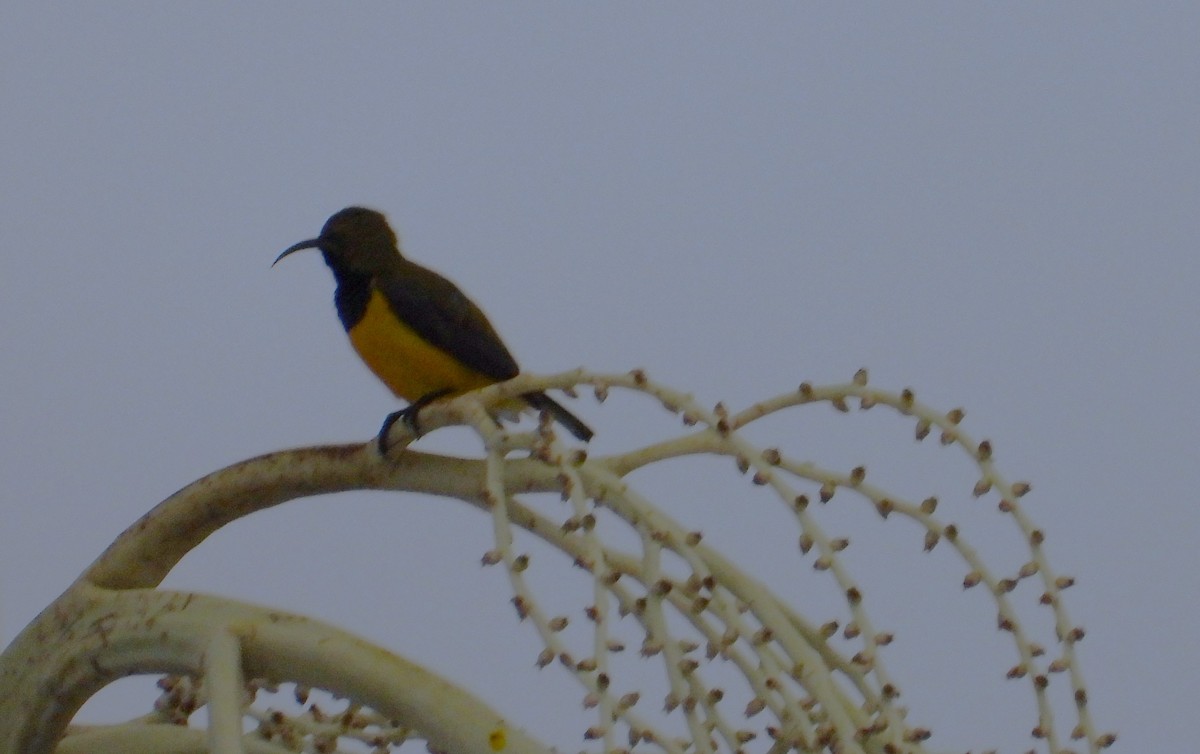 Sahul Sunbird - ML646139480