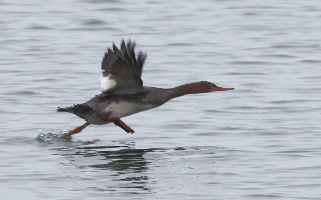 Крех середній - ML646139481