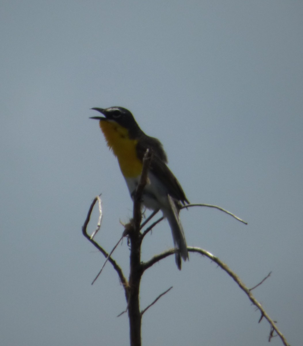 Іктерія - ML646139482