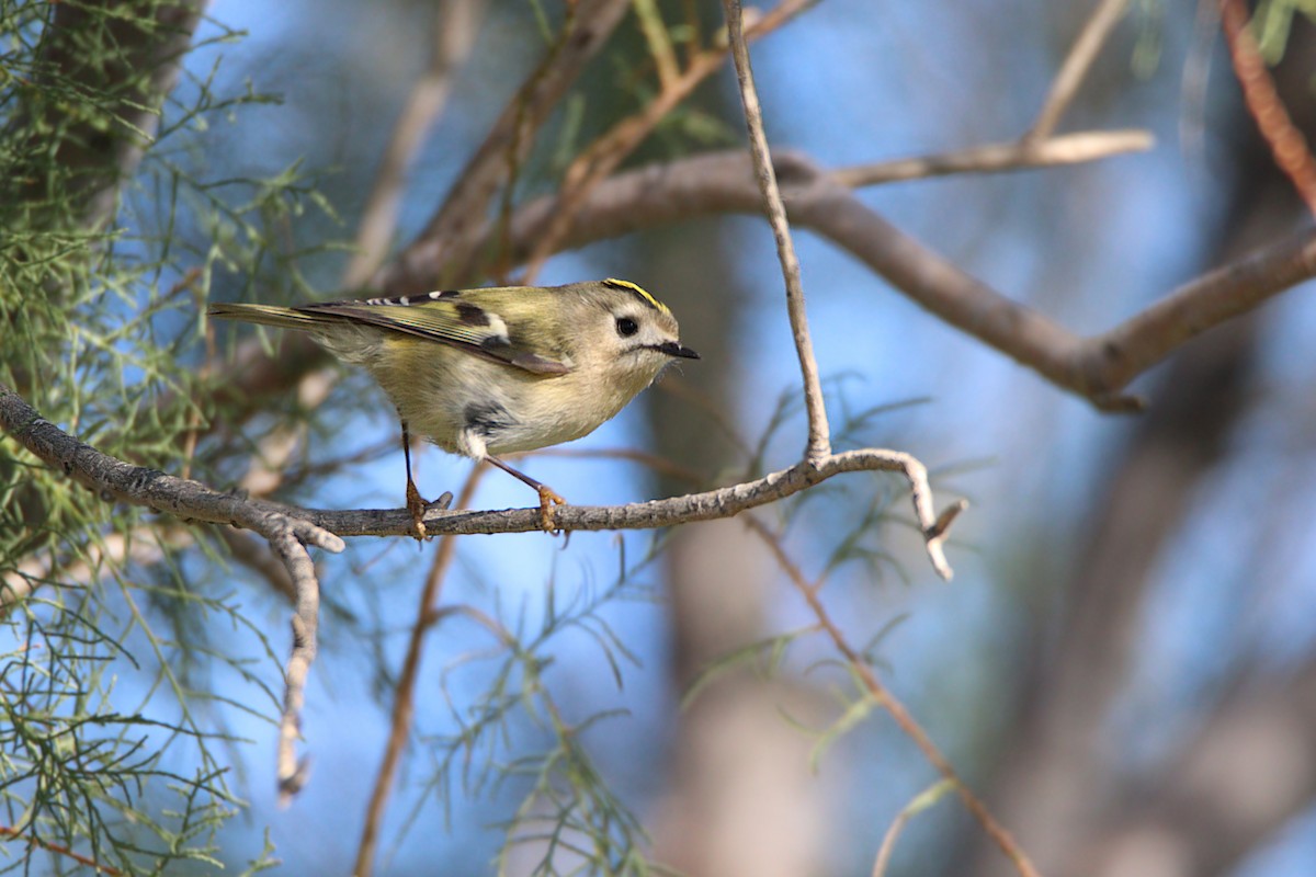 Золотомушка жовточуба - ML646139483