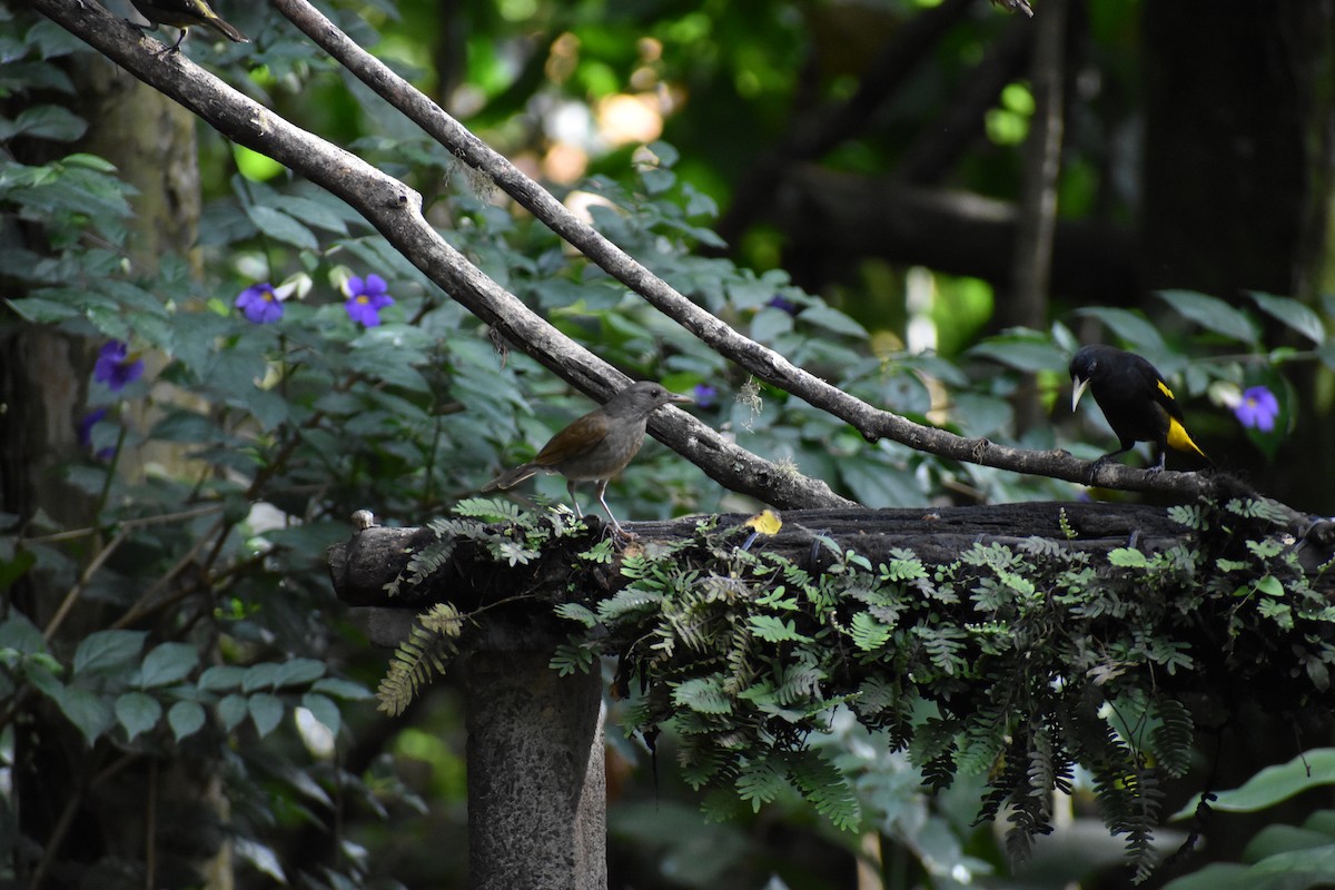 Дрізд світлогрудий - ML646139484