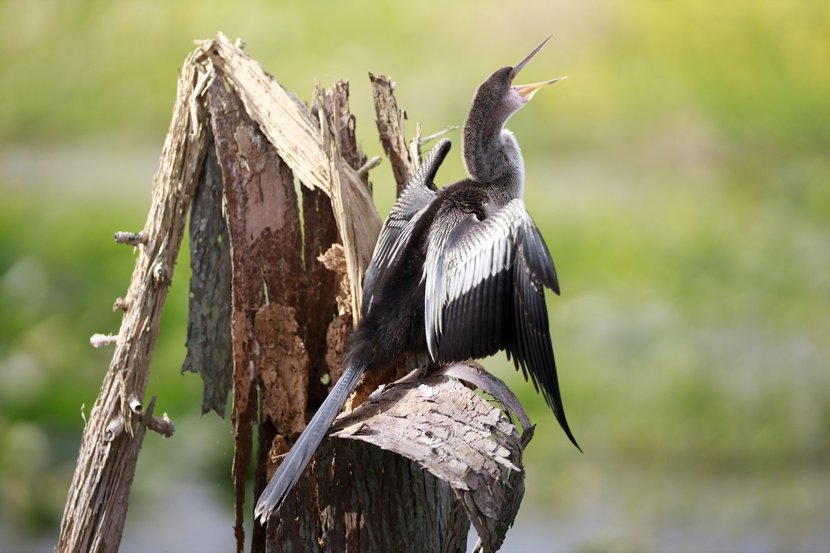 Змієшийка американська - ML646139487