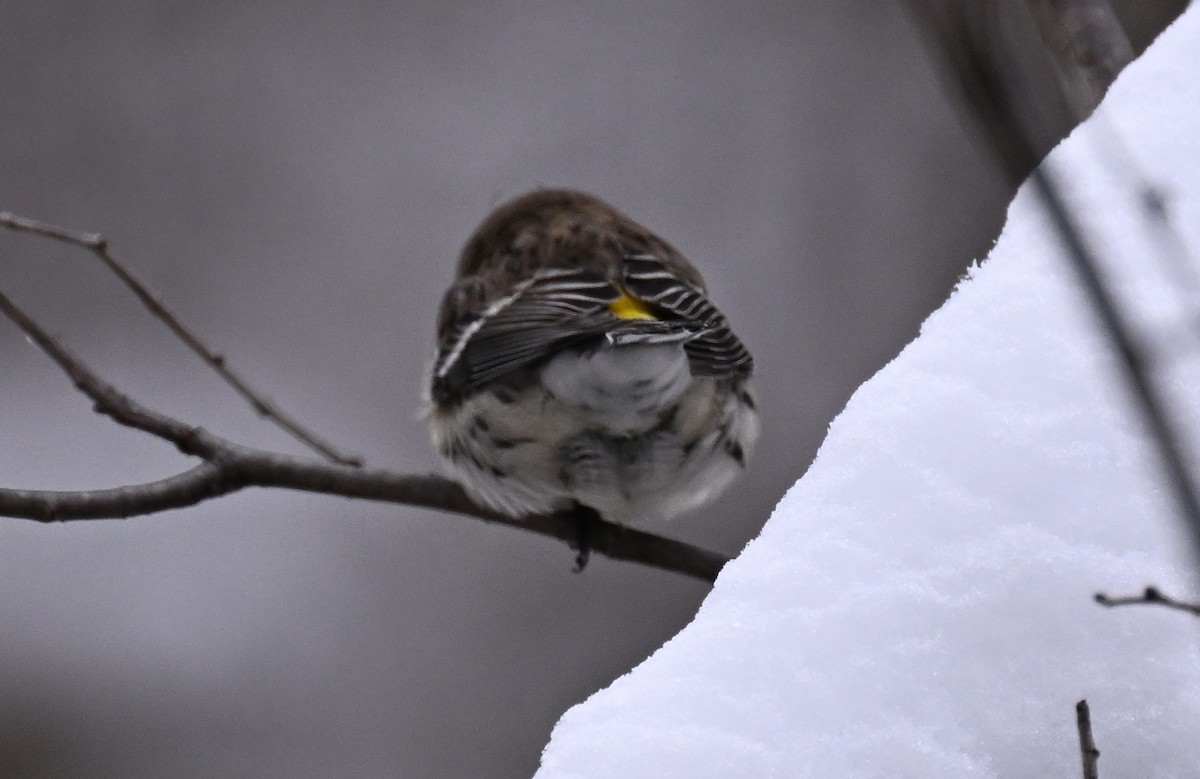 Пісняр-лісовик жовтогузий - ML646139488