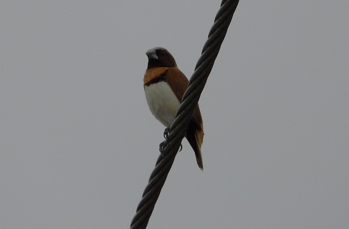 Мунія каштанововола - ML646139489