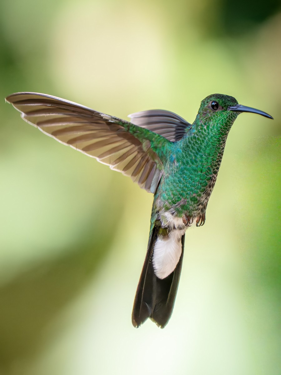 Колібрі-білогуз синьохвостий - ML646139491