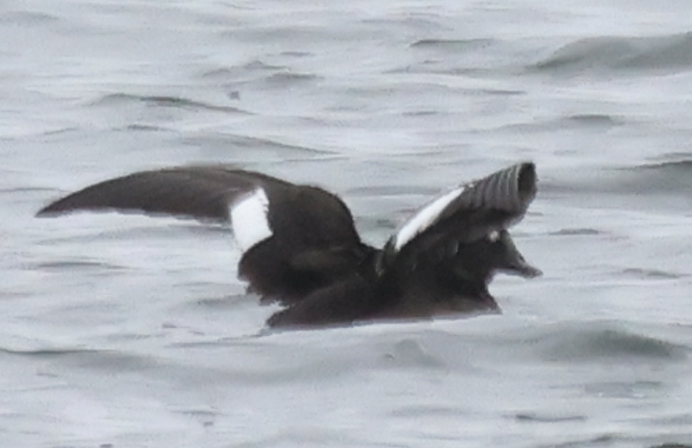 Турпан горбатодзьобий - ML646139492