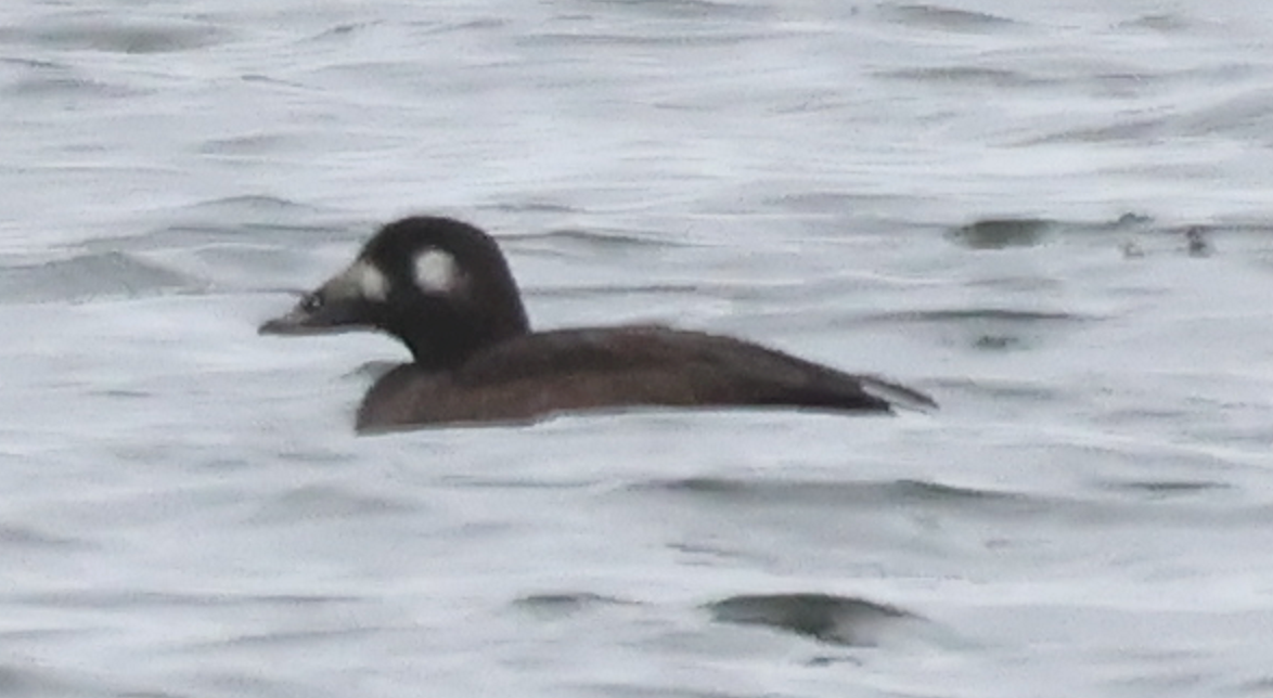 Турпан горбатодзьобий - ML646139493