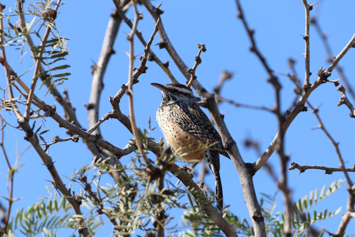 Різжак кактусовий - ML646139494