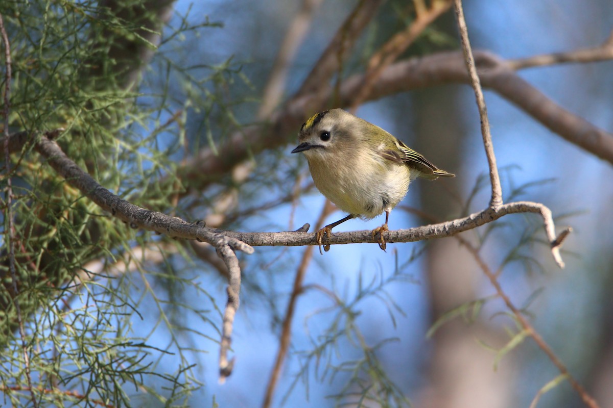 králíček obecný - ML646139495